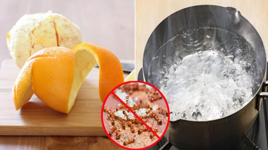 meo diet kien khong dung hoa chat-phunutoday