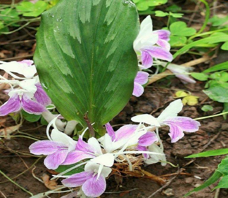 Tam Thất Nam: Công Dụng Dược Liệu & Cách Sử Dụng Hiệu Quả