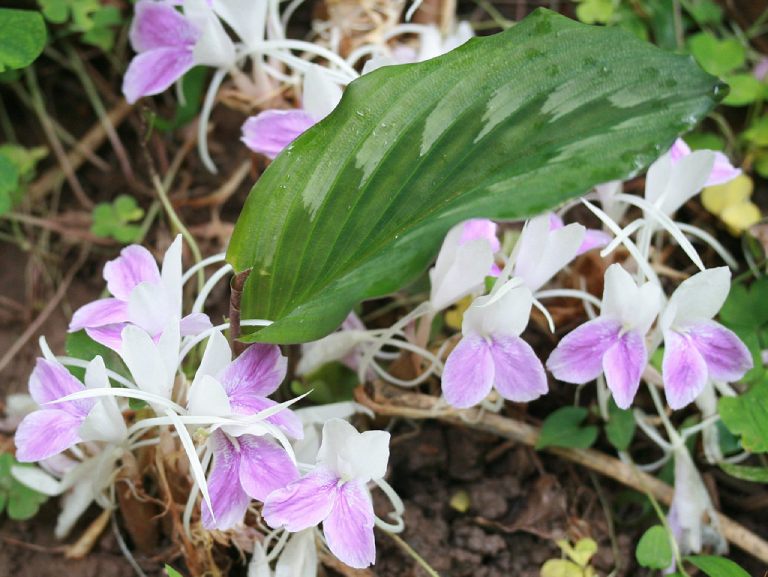 Tam thất nam | BvNTP