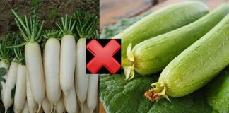 Mướp rất bổ, ví như “nhân sâm người nghèo” nhưng kỵ với 2 thứ, nhiều người không biết vẫn nấu chung