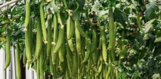 Trồng mướp chỉ toàn lá không thấy quả, dùng ngay chiêu lạ này ra quả sai trĩu trịt