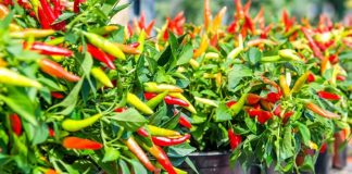 Trồng ớt đừng chỉ tưới nước lã, dùng thứ này để ớt sai trĩu cành, quả nào cũng to