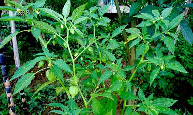 150270879115573-thuoc-1-