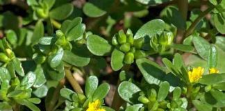 5 loại “rau trường thọ”, được cả thế giới ca ngợi, nước mình mọc như cỏ dại um tùm, chẳng ai ăn