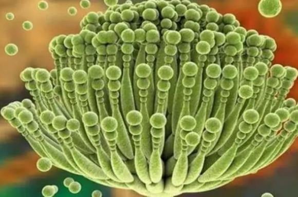 Aflatoxin là một loại độc tố nấm mốc có thể hình thành khi thực phẩm bị bảo quản sai cách, đặc biệt trong môi trường ẩm mốc. 