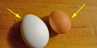 Trứng gà vỏ nâu hay vỏ trắng bổ dưỡng hơn: Câu trả lời khiến nhiều người ngạc nhiên