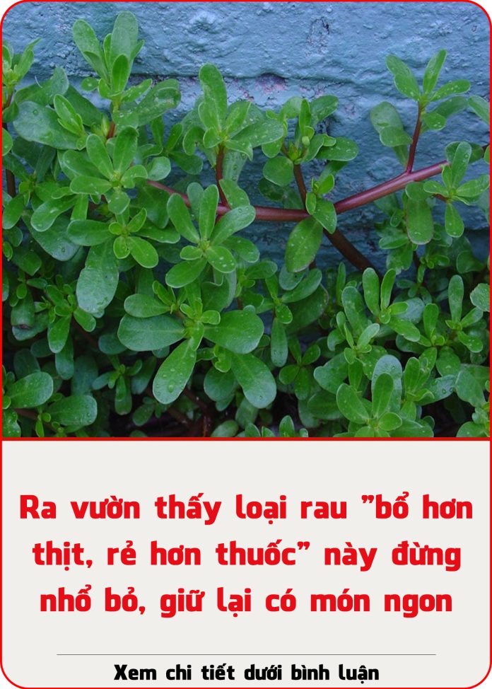 Ra-vuon-thay-loai-rau-bo-hon-thit-re-hon-thuoc-nay-dung-nho-bo-giu-lai-co-mon-ngon
