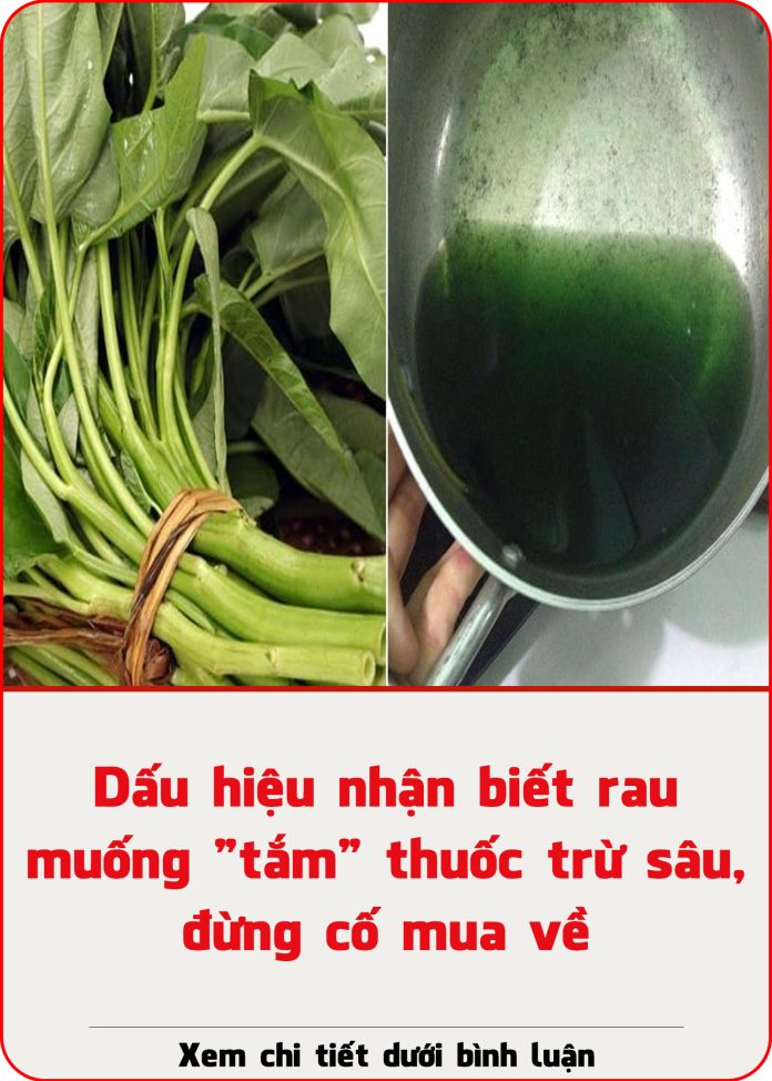 dau-hieu-nhan-biet-rau-muong-tam-thuoc-tru-sau-dung-co-mua-ve