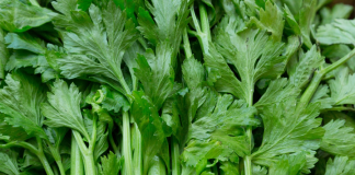 Vứt bỏ lá cần tây khi chế biến khác nào ném hết vitamin vào thùng rác, đừng lãng phí