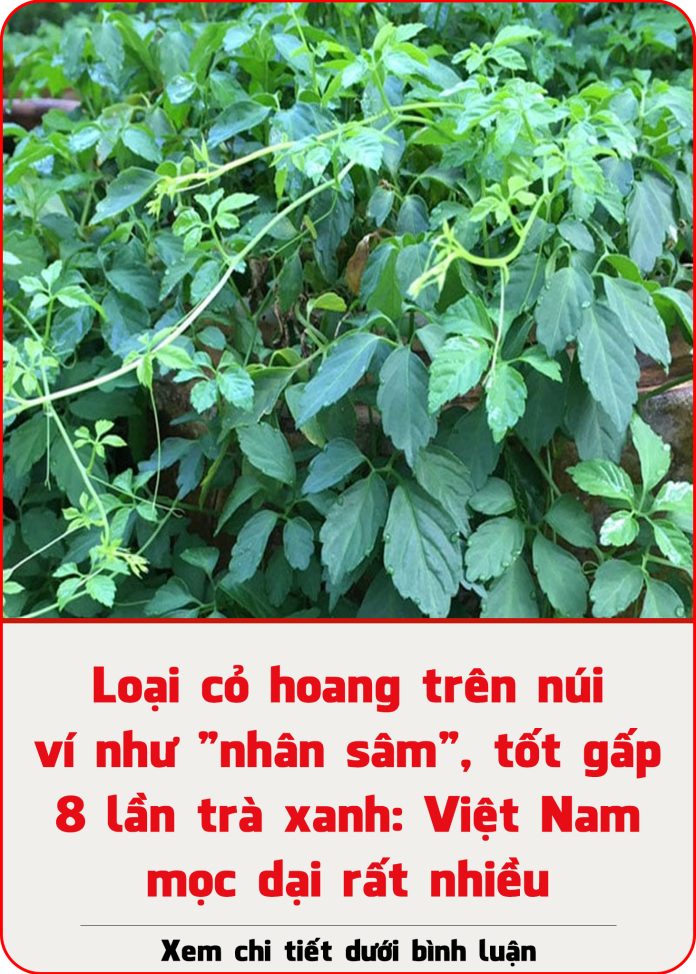 loai-co-hoang-tren-nui-vi-nhu-nhan-sam-tot-gap-8-lan-tra-xanh-viet-nam-moc-dai-rat-nhieu