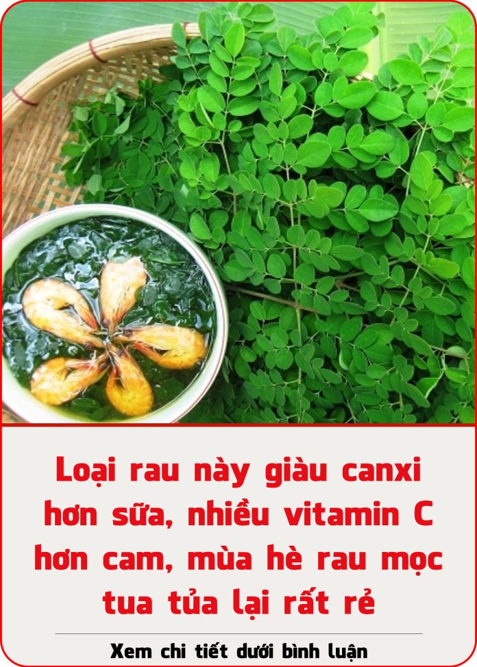 loai-rau-nay-giau-canxi-hon-sua-nhieu-vitamin-c-hon-cam-mua-he-rau-moc-tua-tua-lai-rat-re