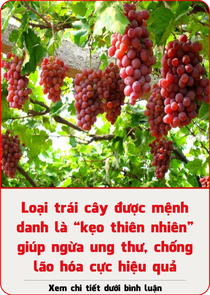 loai-trai-cay-duoc-menh-danh-la-keo-thien-nhien-giup-ngua-ung-thu-chong-lao-hoa-cuc-hieu-qua