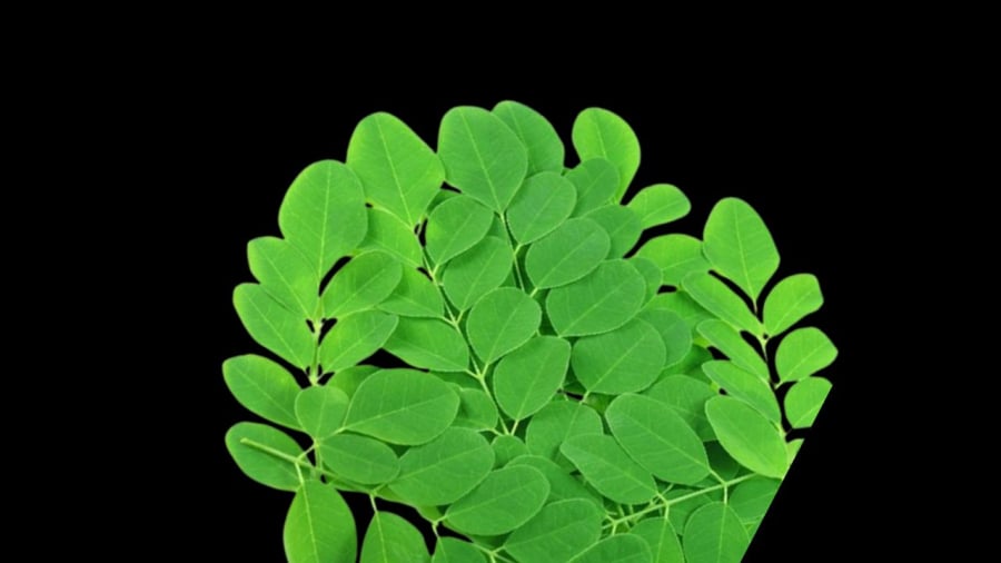 Rau chùm ngây giàu canxi và vitamin C