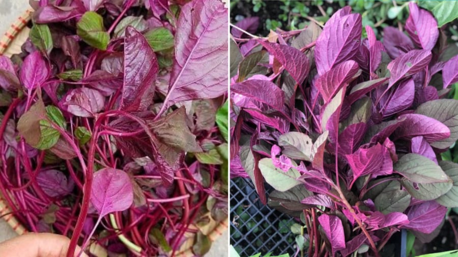 Rau dền mang lại nhiều lợi ích cho sức khỏe.