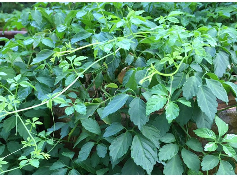 tra-giao-co-lam-la-gi-uong-tra-giao-co-lam-co-tot-cho-suc-khoe-6sbof