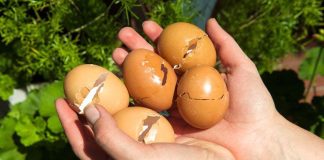 Ăn trứng vứt vỏ đi là dại: Giữ lại làm việc này lợi đủ đường, ai không biết quá phí