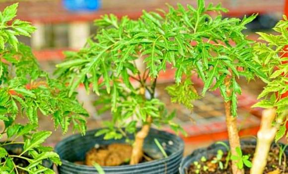 nhân sâm dành cho người nghèo, cây đinh năng, công dụng của đinh năng, rễ đinh năng, lá đinh năng