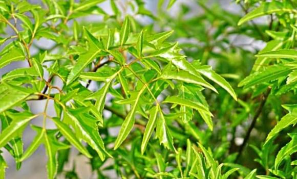 nhân sâm dành cho người nghèo, cây đinh năng, công dụng của đinh năng, rễ đinh năng, lá đinh năng