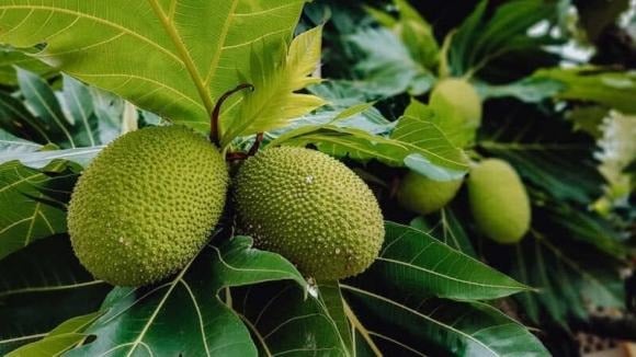 Dù có nguồn cung dồi dào và phù hợp với xu hướng tiêu dùng “eat clean”, quả sake vẫn chưa thực sự phổ biến tại Việt Nam. 