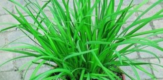 Loại rau cực bổ hơn cả thịt, tốt hơn thuốc, mọc như cỏ dại nhưng ít ai ngờ tới