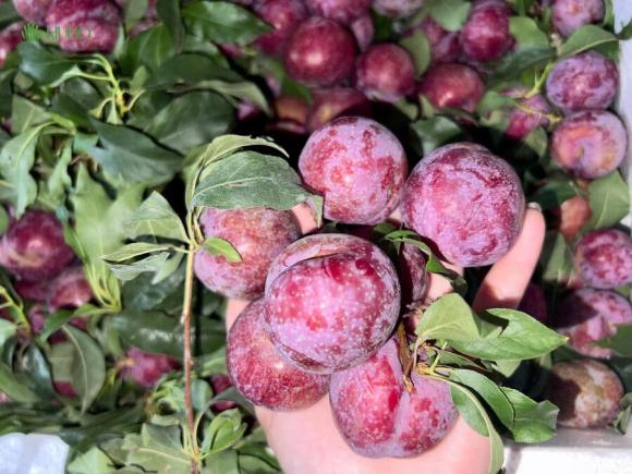 quả mận, ai không nên ăn quả mận, ăn mận đúng cách