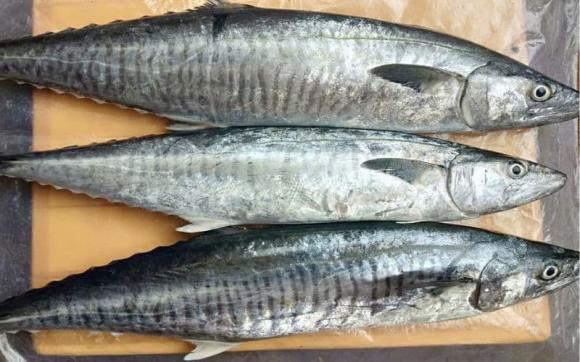 cá nục, cá thu, cá trích, chăm sóc sức khỏe