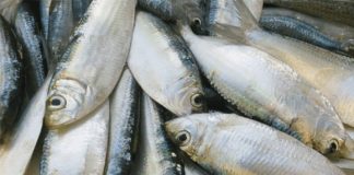 Loài cá Việt Nam được Mỹ khen ngợi là “Vua” – Mua dễ dàng, giá rẻ tại các chợ