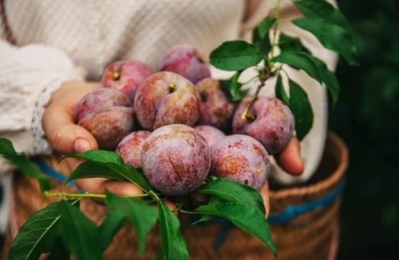 quả mận, ai không nên ăn quả mận, ăn mận đúng cách