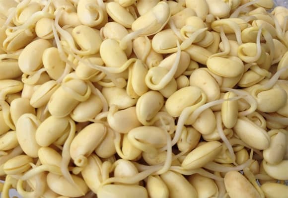 thực phẩm mọc mầm, sức khỏe, tỏi mọc mầm