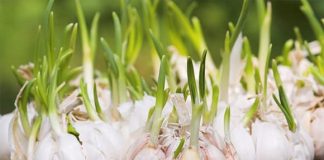 Thực phẩm mọc mầm không phải chỉ độc hại, 3 loại này khi mọc mầm lượng dinh dưỡng tăng lên gấp đôi, cực bổ dưỡng