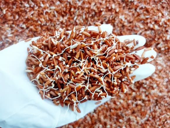 thực phẩm mọc mầm, sức khỏe, tỏi mọc mầm