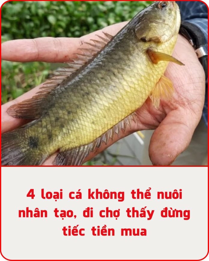 4 loại cá không thể nuôi nhân tạo, đi chợ thấy đừng tiếc tiền mua