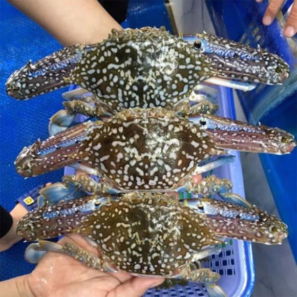 hải sản ngậm hóa chất, thực phẩm sạch, chăm sóc sức khỏe