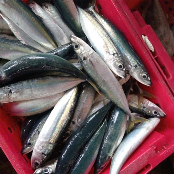 hải sản ngậm hóa chất, thực phẩm sạch, chăm sóc sức khỏe