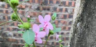 9 bài thuốc chữa bệnh từ dược liệu cây ké hoa đào