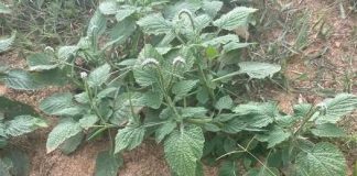 Các công dụng cây vòi voi