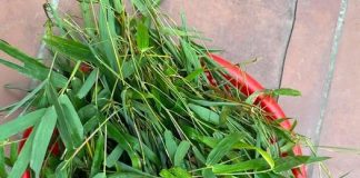 Lá tre: Vị thuốc gần gũi quanh ta