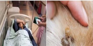 Ve chó cắn 3 người trong một gia đình, 2 người qua đời: Không vệ sinh được thì đừng nuôi, đầy bệnh