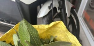 Lá ổi rất tốt cho sức khỏe nhưng không phải ai cũng biết