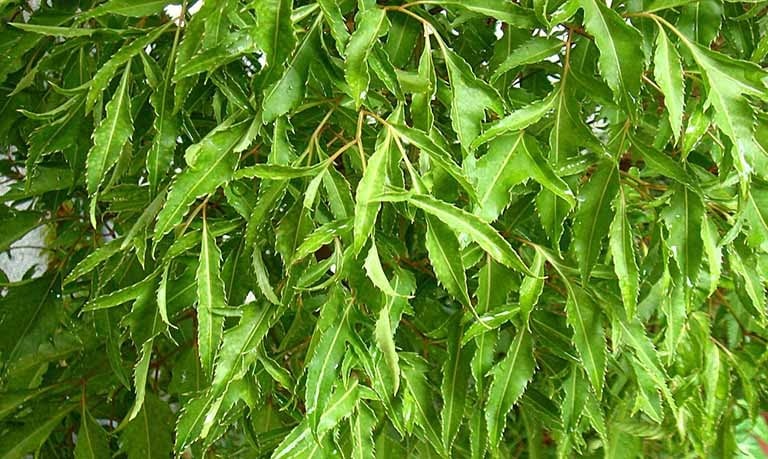 Lá đinh lăng có hình dáng mảnh mai, mọc so le và tỏa ra mùi thơm nhẹ nhàng, dễ chịu.