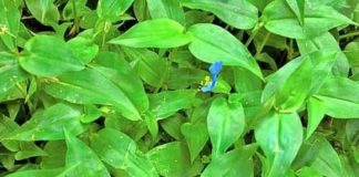 3 loại rau dại ven đường ở Việt Nam là ‘thần dược’ trị bách bệnh – ít ai ngờ tới!