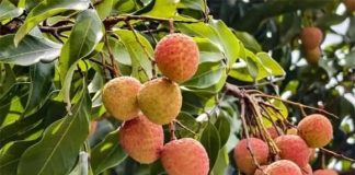 Tháng 5 vải thiều bán rộ: 4 nhóm người nên hạn chế ăn để tránh gặp vấn đề sức khỏe