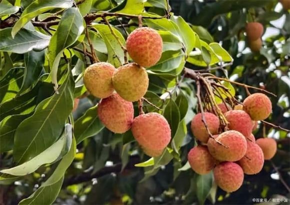 Protein và tannin trong vải thiều có thể gây dị ứng, thậm chí dẫn đến khó thở trong trường hợp nghiêm trọng.