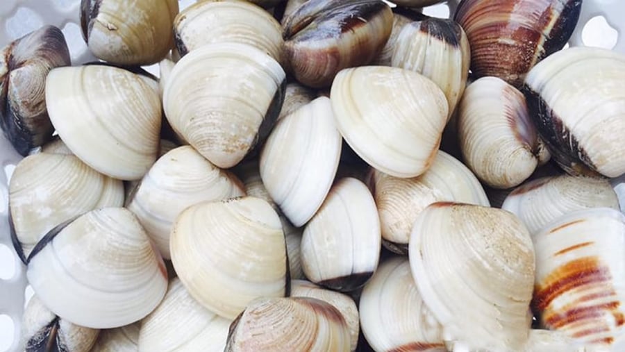 Điều này khiến ngao trở thành nguồn cung cấp protein tự nhiên dồi dào, lý tưởng cho những ai cần tăng cơ, phục hồi thể lực hoặc muốn tìm kiếm lựa chọn thực phẩm lành mạnh thay thế thịt đỏ. 
