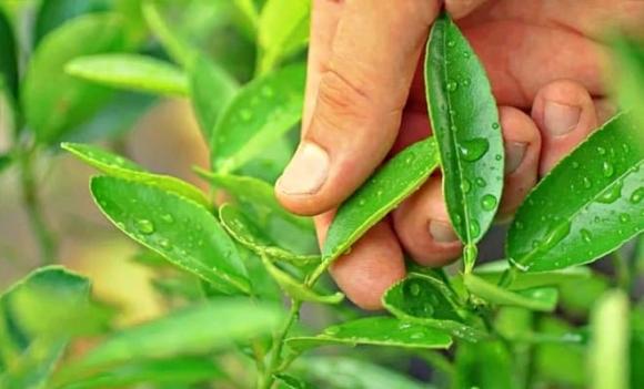 lá chanh, quả chanh, tác dụng lá chanh