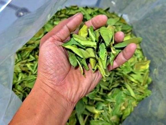 lá chanh, quả chanh, tác dụng lá chanh