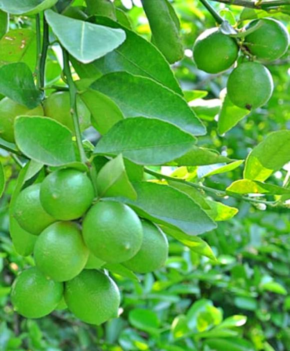 lá chanh, quả chanh, tác dụng lá chanh