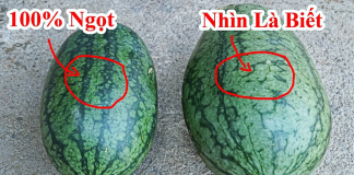 Mẹo chọn dưa hấu già đanh, ruột đỏ au, ngọt lịm, cùi mỏng như tờ giấy