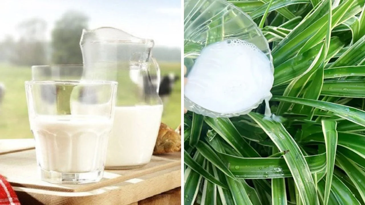 Sữa tươi hết hạn là “kho báu”, đổ đi quá phí: 2 công dụng hữu ích ai cũng thích