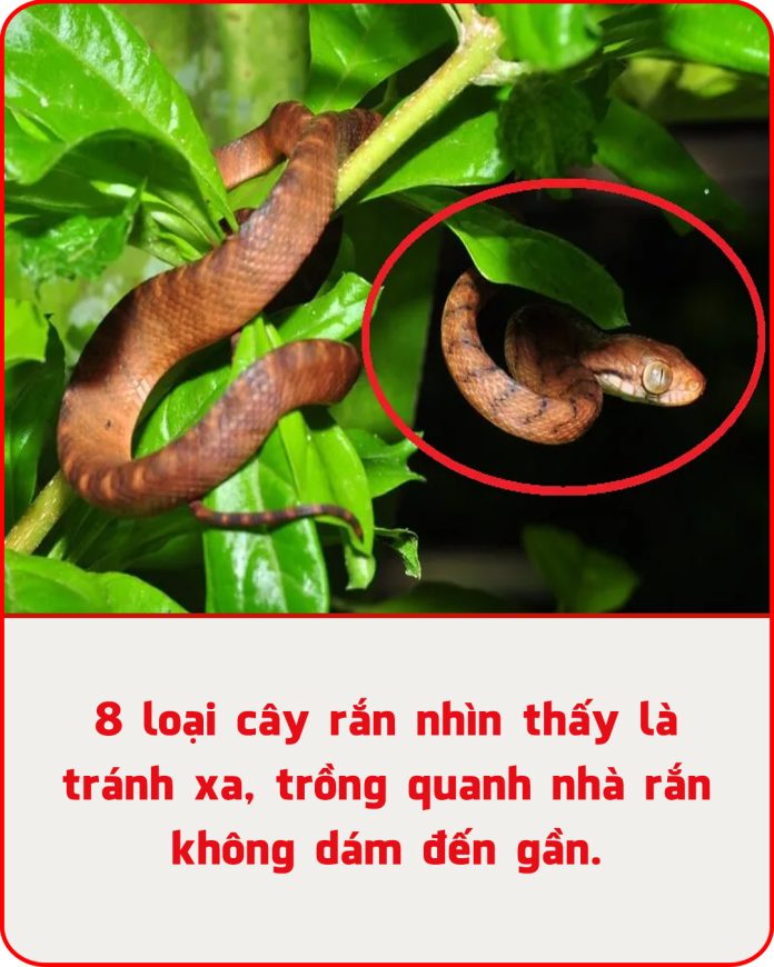 8 loại cây rắn nhìn thấy là tránh xa, trồng quanh nhà rắn không dám đến gần